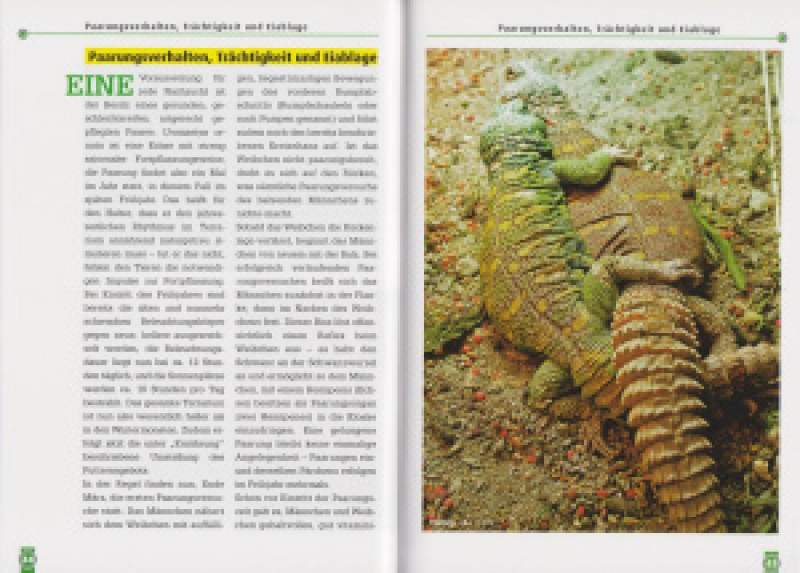 Preview: Die Bunte Dornschwanzagame